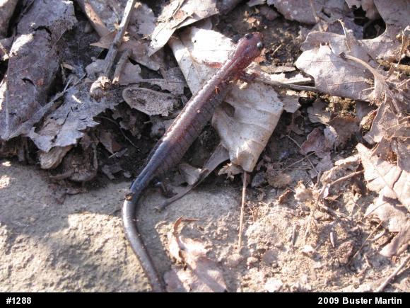 Eastern Red-backed  Salamander