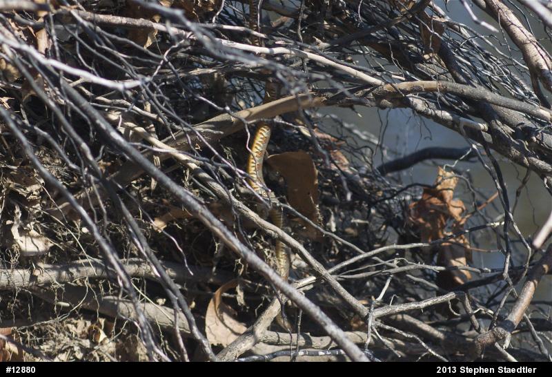 Northern Watersnake