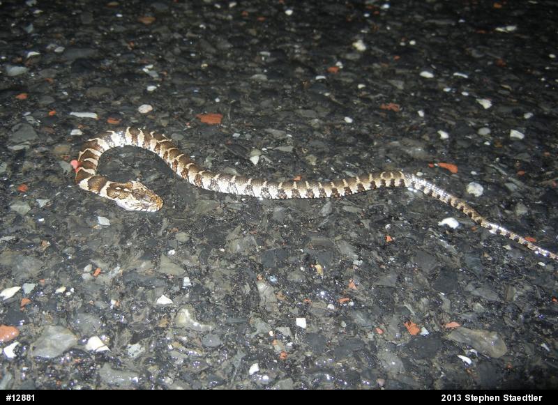 Northern Watersnake