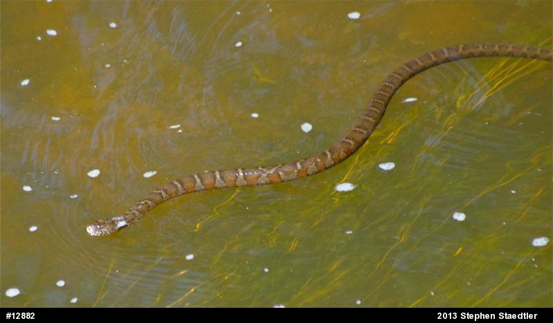 Northern Watersnake