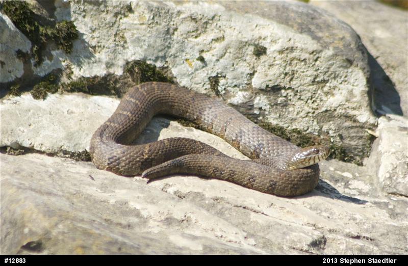 Northern Watersnake