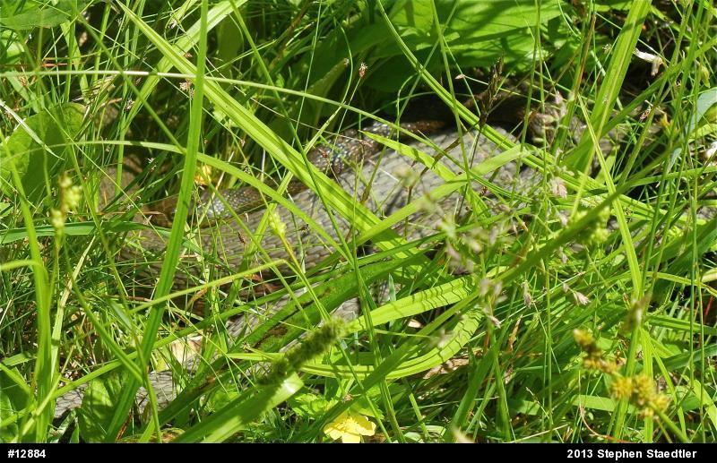 Northern Watersnake