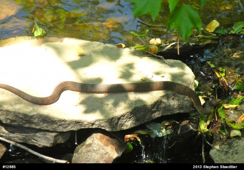 Northern Watersnake