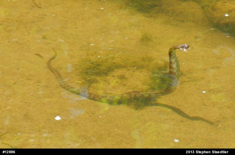Northern Watersnake
