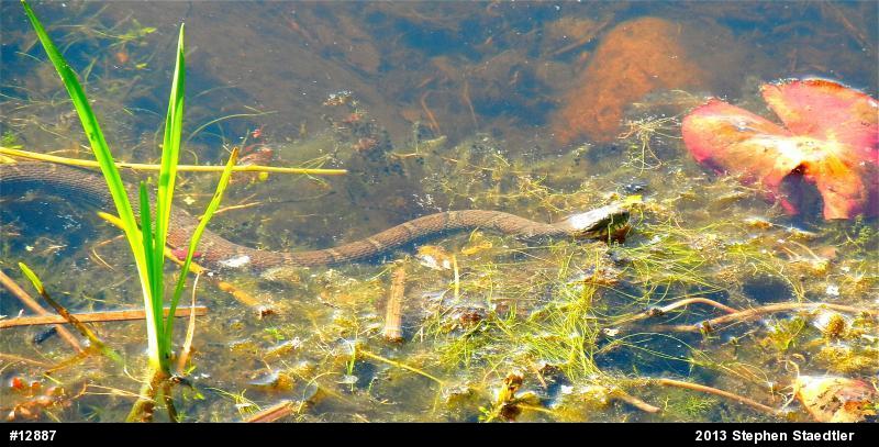 Northern Watersnake