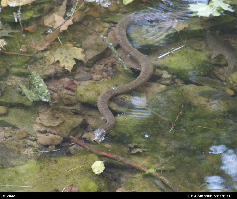 Northern Watersnake