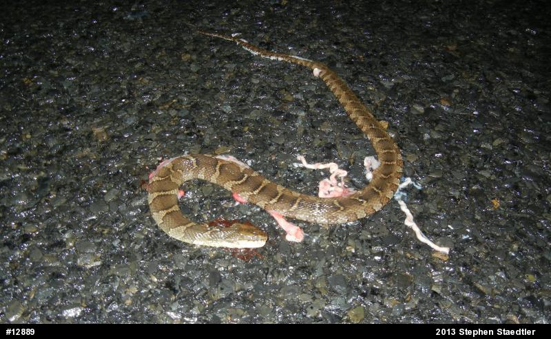 Northern Watersnake