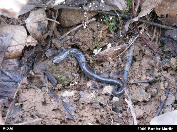 Eastern Red-backed  Salamander