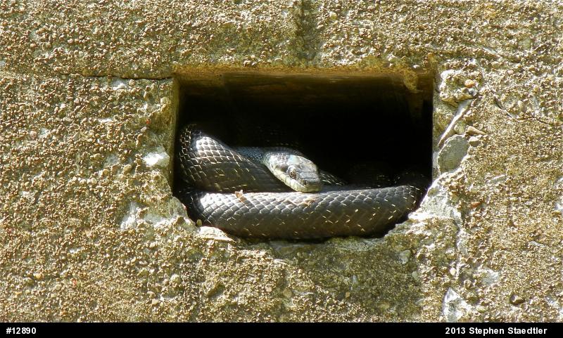 Eastern Ratsnake