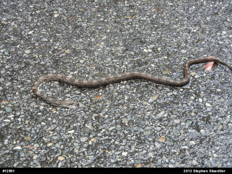 Eastern Ratsnake