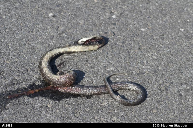 Eastern Ratsnake