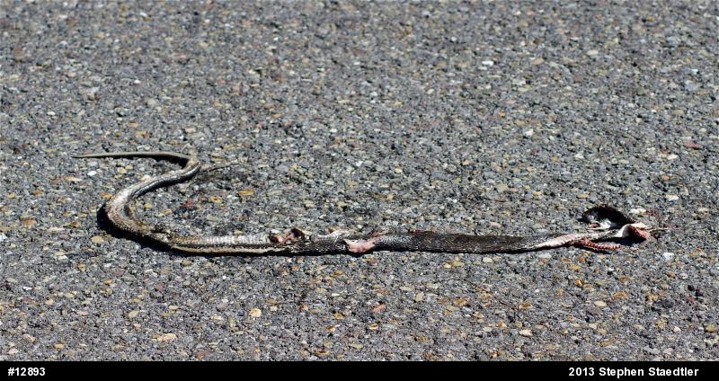 Eastern Ratsnake