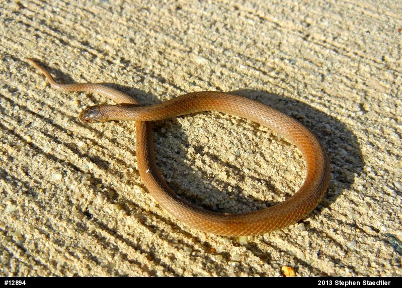 Dekay's Brownsnake