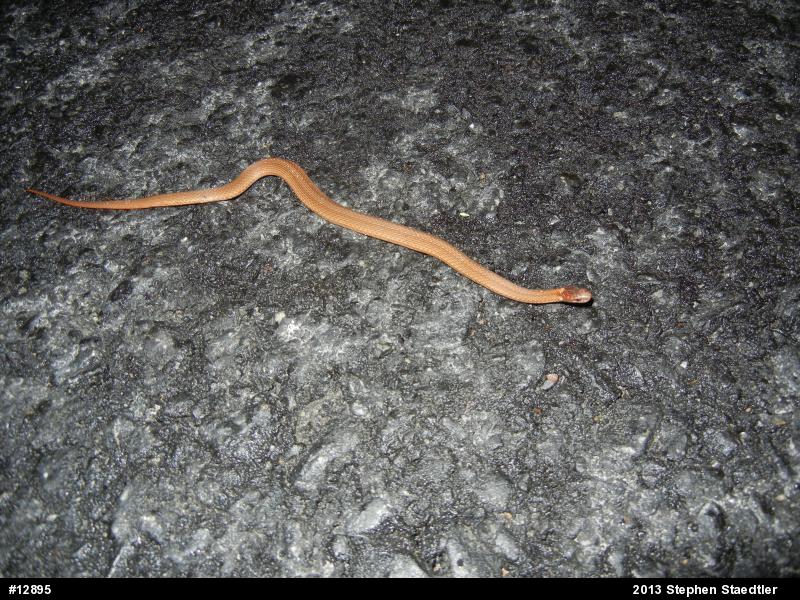 Red-bellied Snake