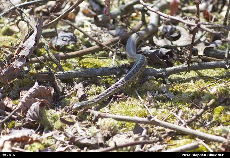 Eastern Gartersnake