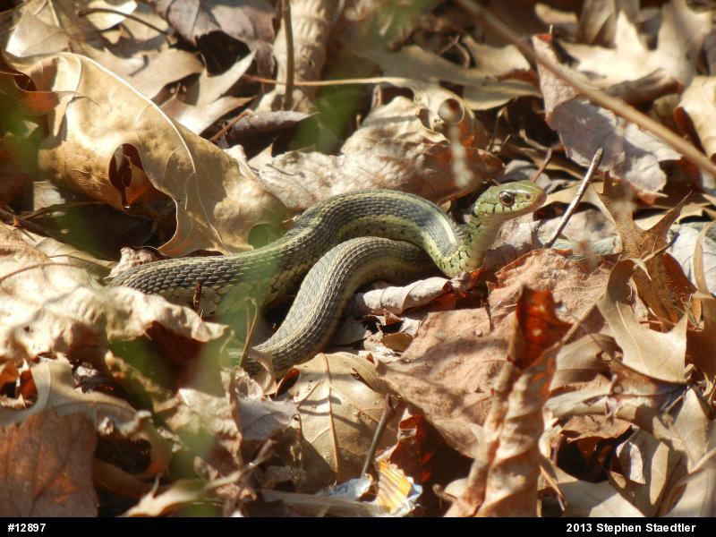 Eastern Gartersnake