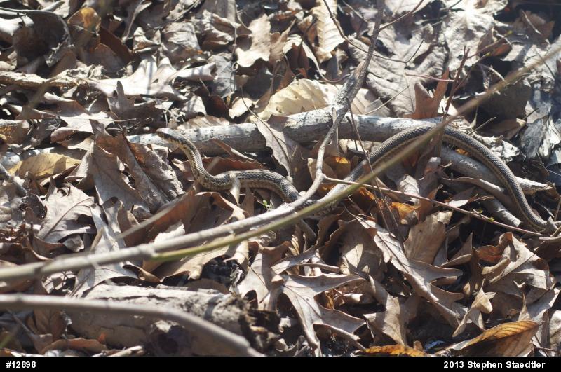 Eastern Gartersnake