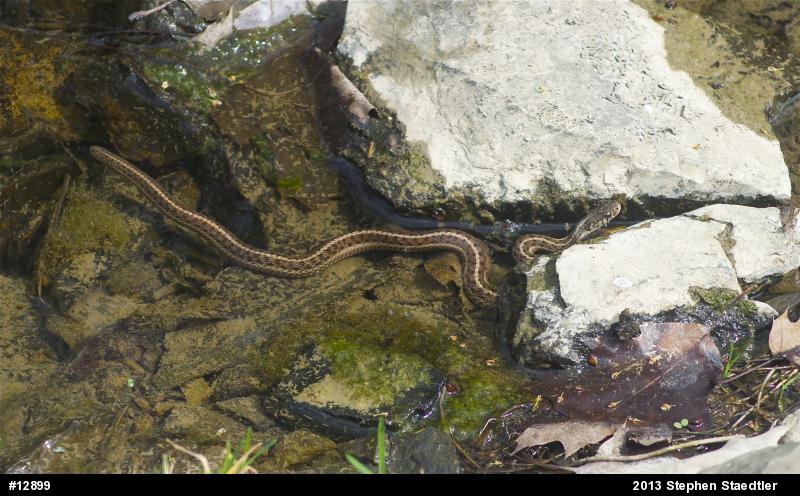 Eastern Gartersnake