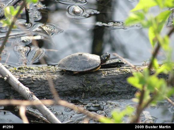 Eastern Painted Turtle