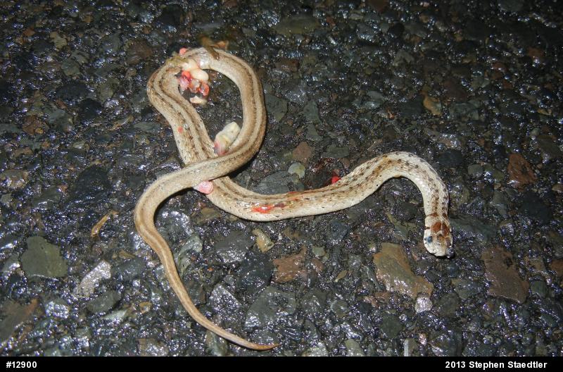 Dekay's Brownsnake