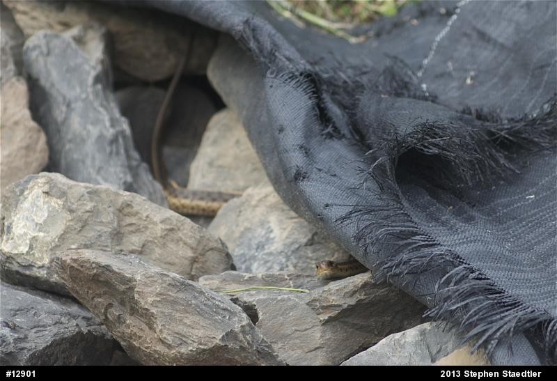 Eastern Gartersnake