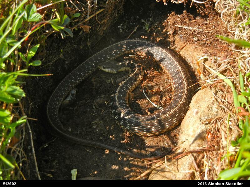 Eastern Gartersnake