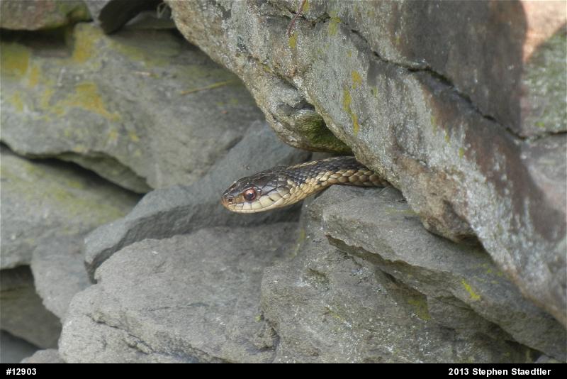 Eastern Gartersnake