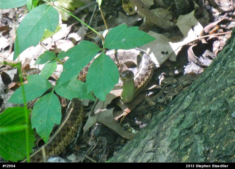 Eastern Gartersnake