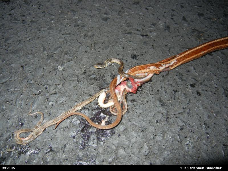 Eastern Gartersnake