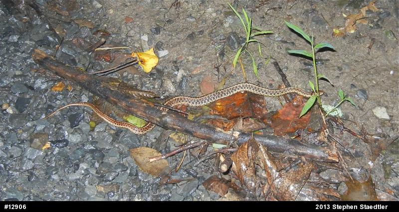 Eastern Gartersnake