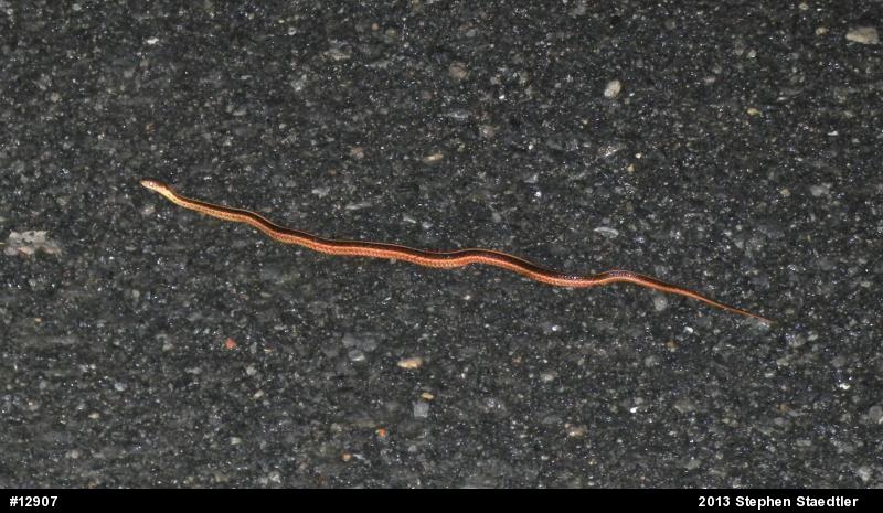 Eastern Gartersnake