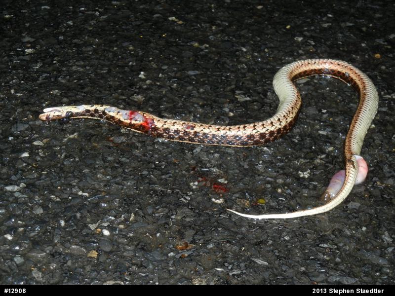 Eastern Gartersnake