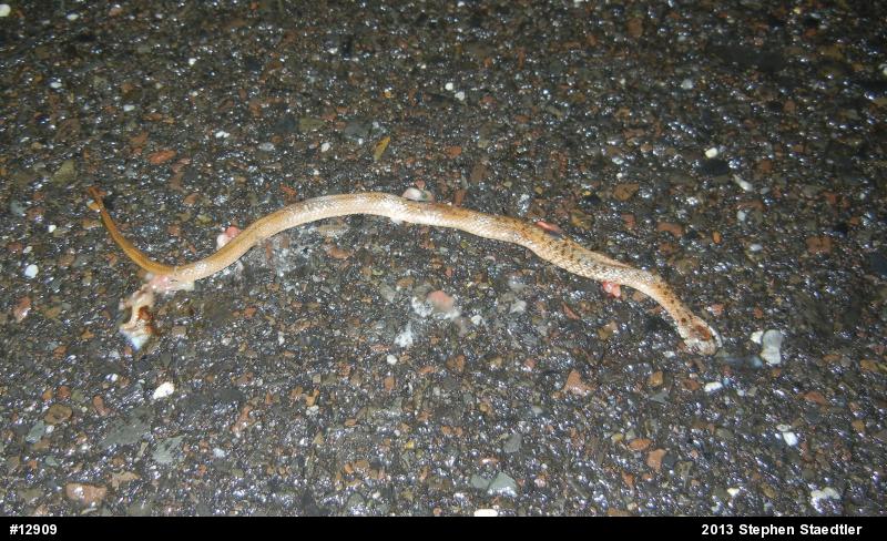 Dekay's Brownsnake