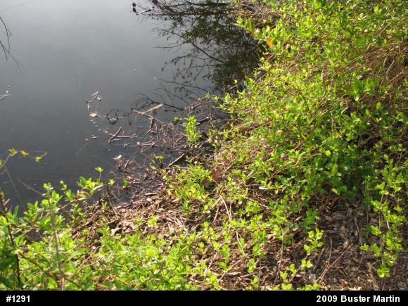 American Bullfrog