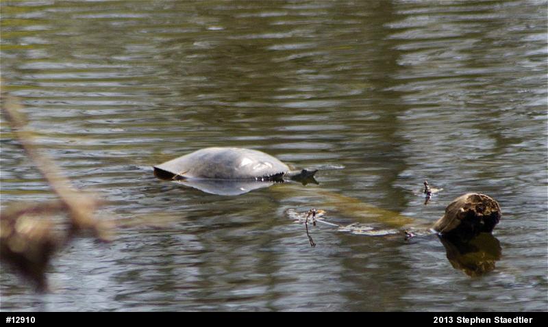 Eastern Spiny Softshell