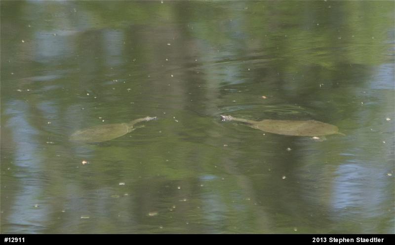 Eastern Spiny Softshell