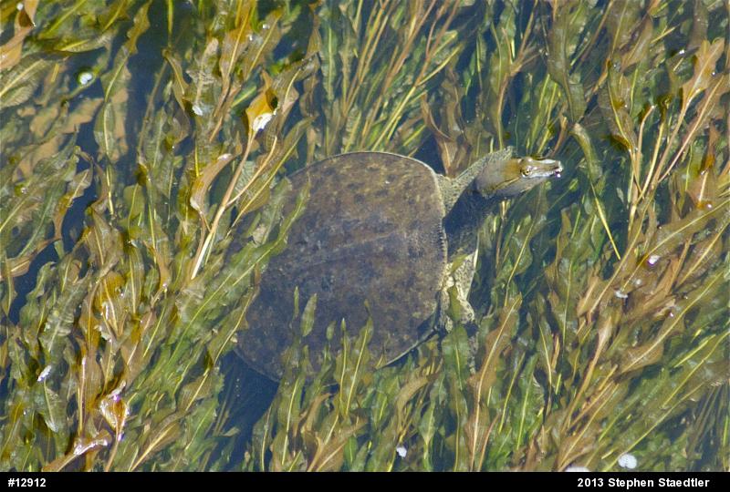 Eastern Spiny Softshell