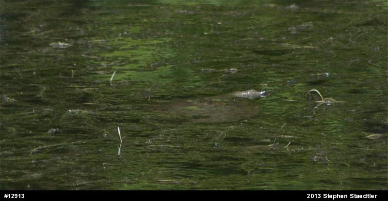 Eastern Spiny Softshell
