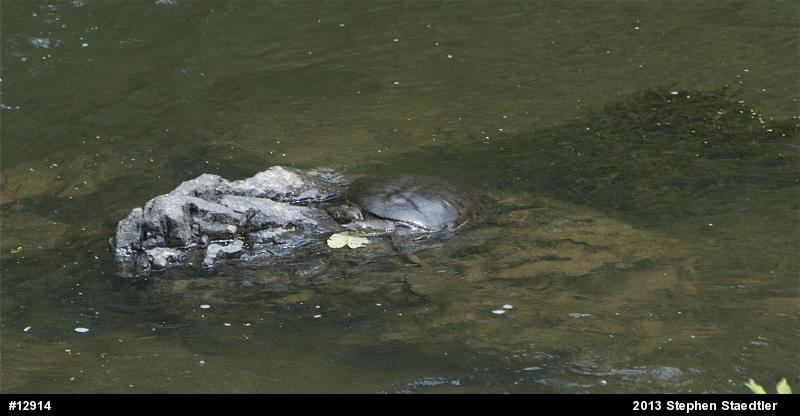 Eastern Spiny Softshell