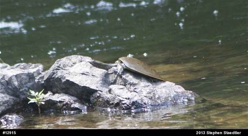 Eastern Spiny Softshell