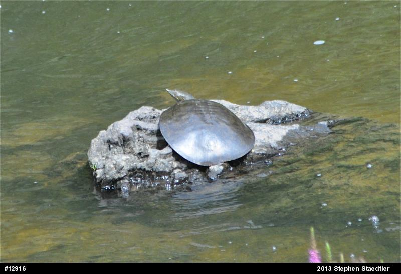 Eastern Spiny Softshell
