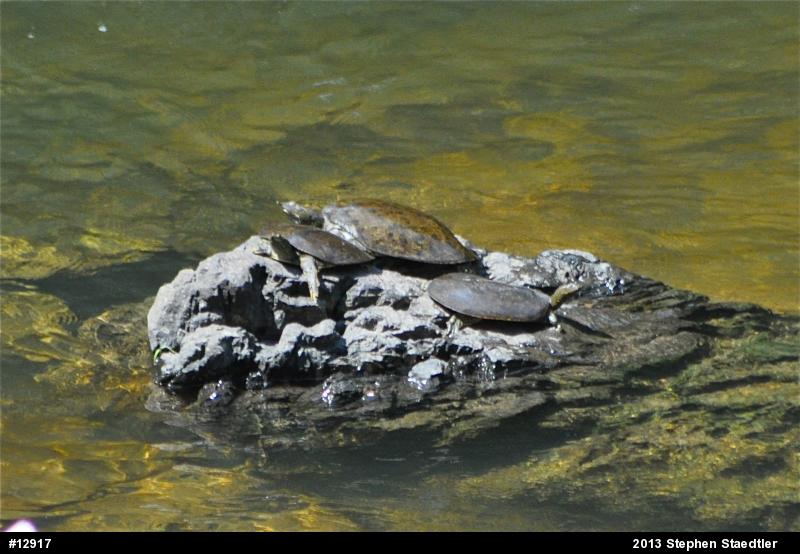 Eastern Spiny Softshell