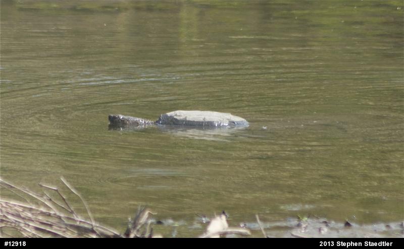 Snapping Turtle