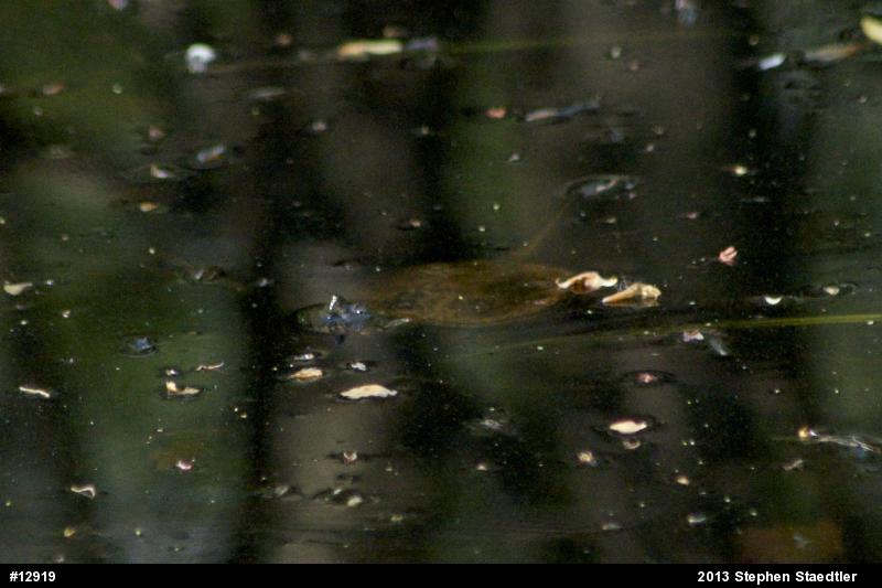 Snapping Turtle