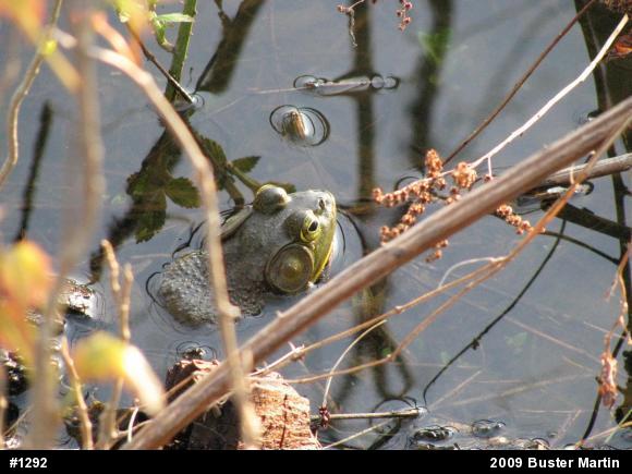 American Bullfrog