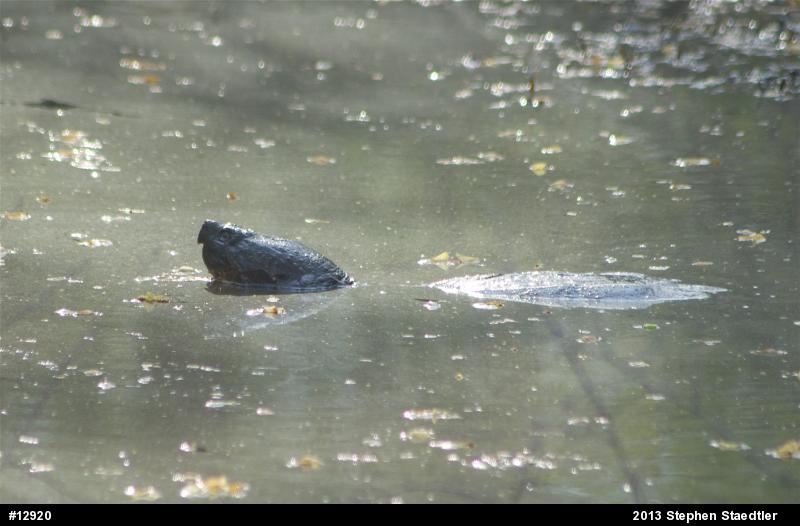 Snapping Turtle