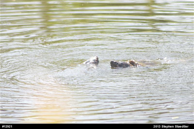 Snapping Turtle