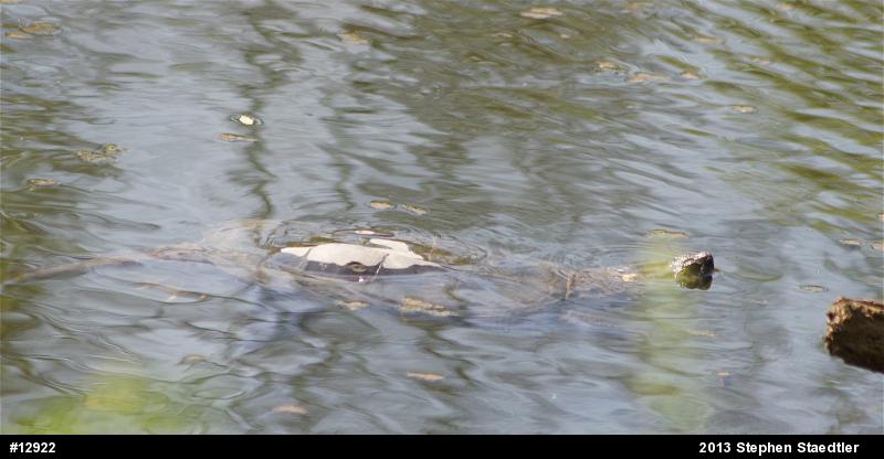 Snapping Turtle