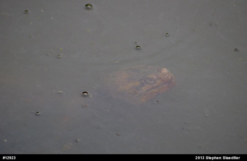 Snapping Turtle