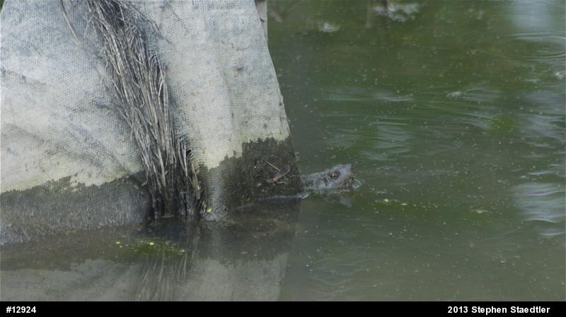 Snapping Turtle